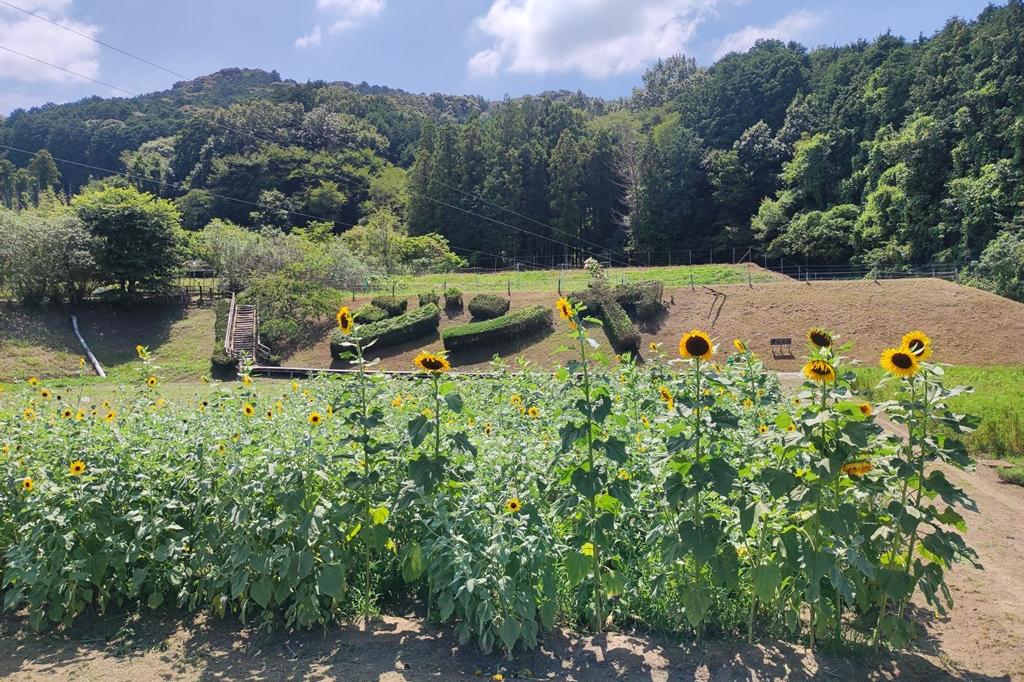 今のヒマワリ畑の様子です