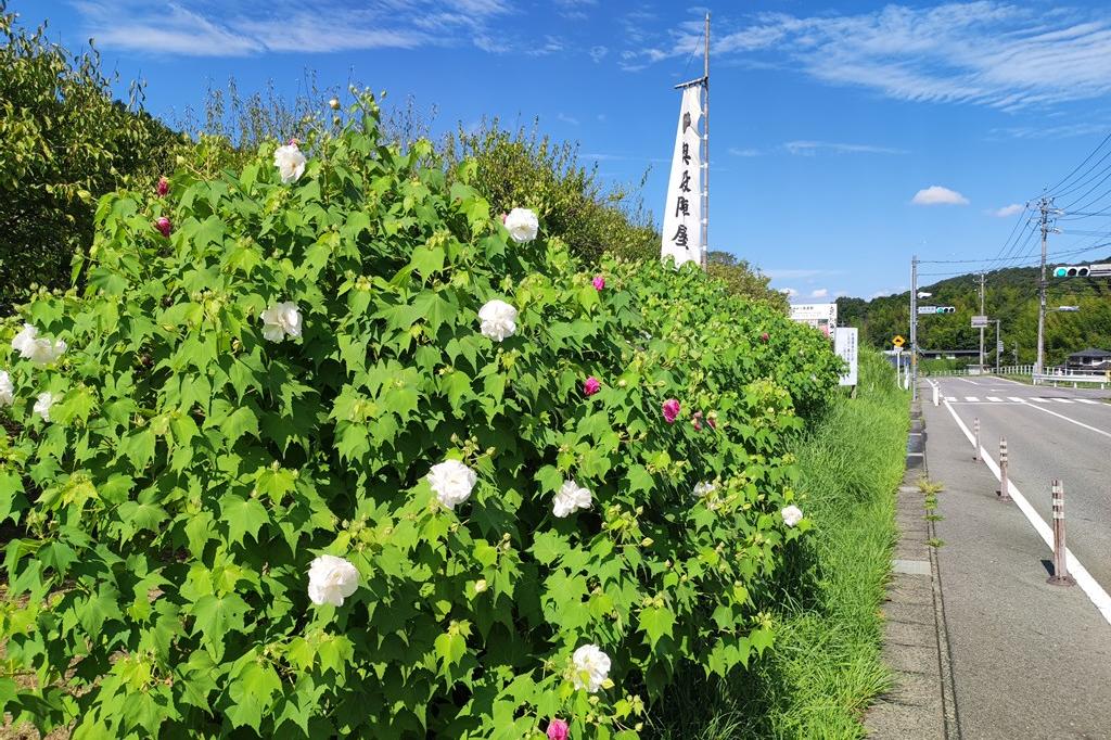 朝の様子(花は白いです)