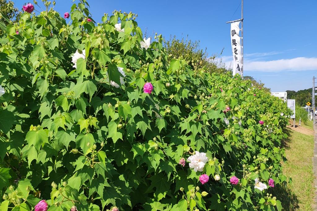 朝の酔芙蓉