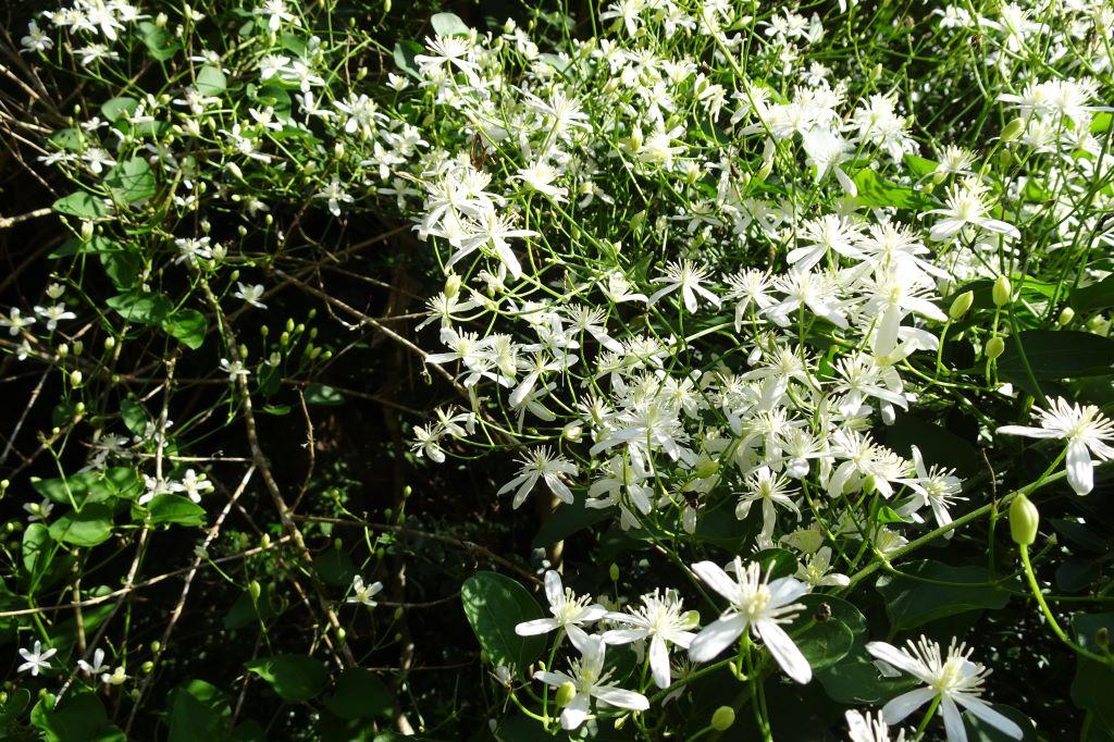 センニンソウ白花