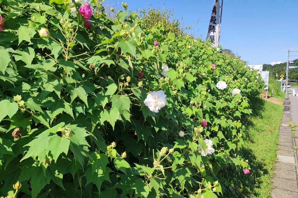 酔芙蓉もまだ蕾が沢山です