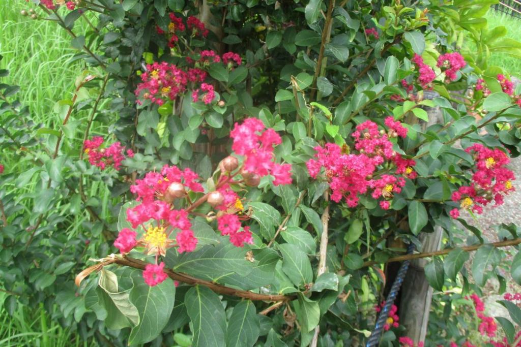 花拡大②