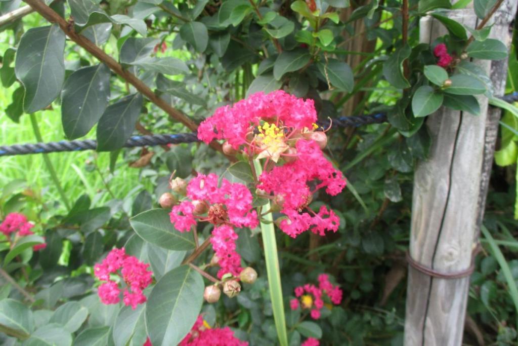 花拡大③
