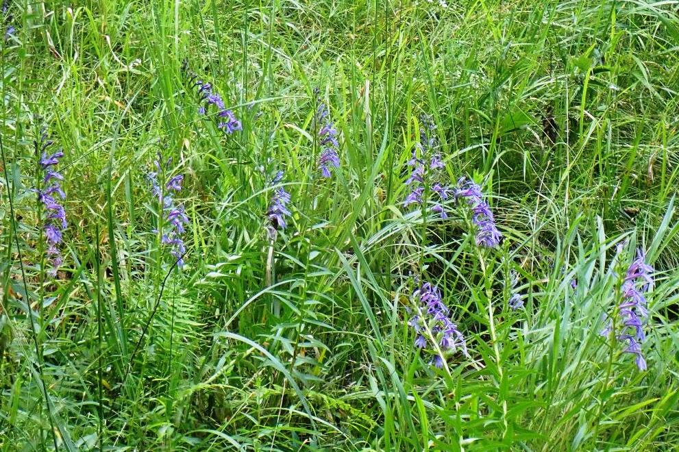 【ｻﾜｷﾞｷｮｳ】紫色の花がとても鮮やか