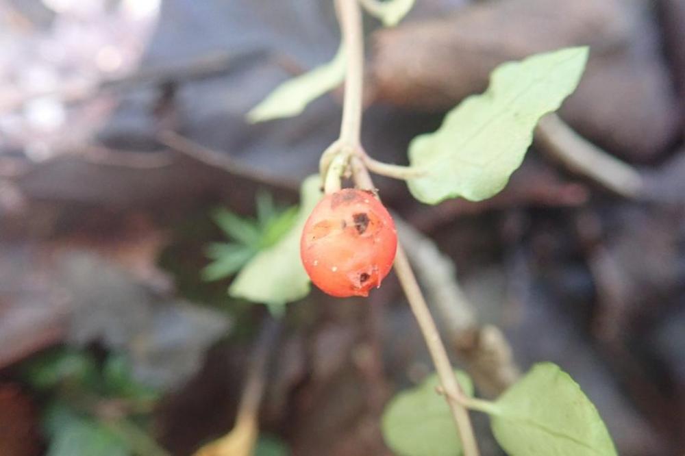 【ﾂﾙｱﾘﾄﾞｳｼ】果実の頭の２つの黒点は、２つの花の子房から果実ができた痕