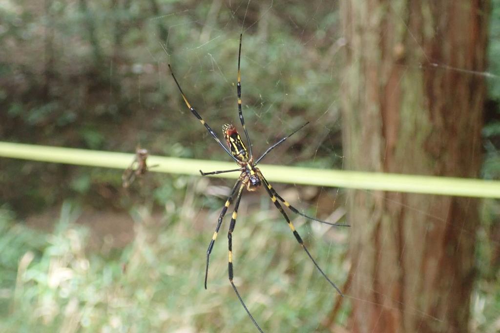 【ｼﾞｮﾛｳｸﾞﾓ】秋の北山湿地には色々なクモがたくさん