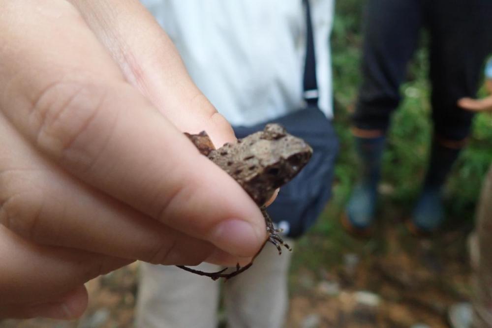 【ｲﾎﾞｶﾞｴﾙ】ﾇﾏｶﾞｴﾙとの見分け方を学びました