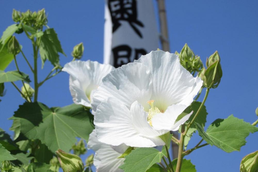 1日の中で色が変わる 酔芙蓉の開花情報 新着情報 奥殿陣屋 岡崎おでかけナビ 岡崎市観光協会公式サイト