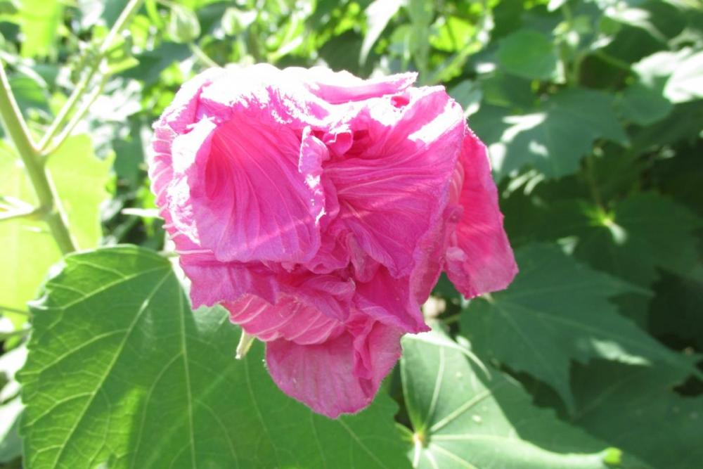 昨日咲いた酔芙蓉（数日で落花します）