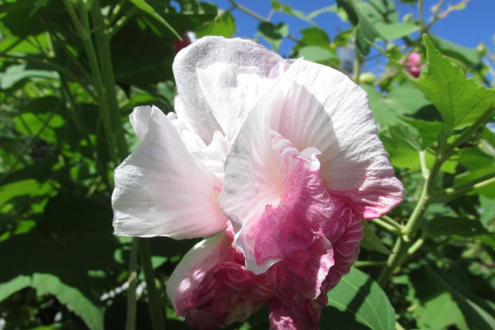 1日の中で色が変わる 酔芙蓉の開花情報 新着情報 奥殿陣屋 岡崎おでかけナビ 岡崎市観光協会公式サイト