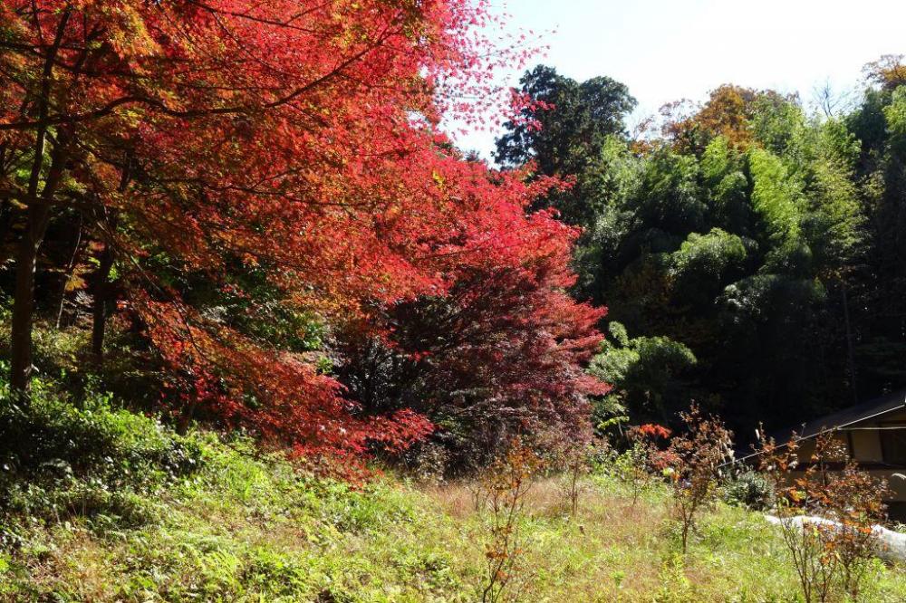 紅葉の森