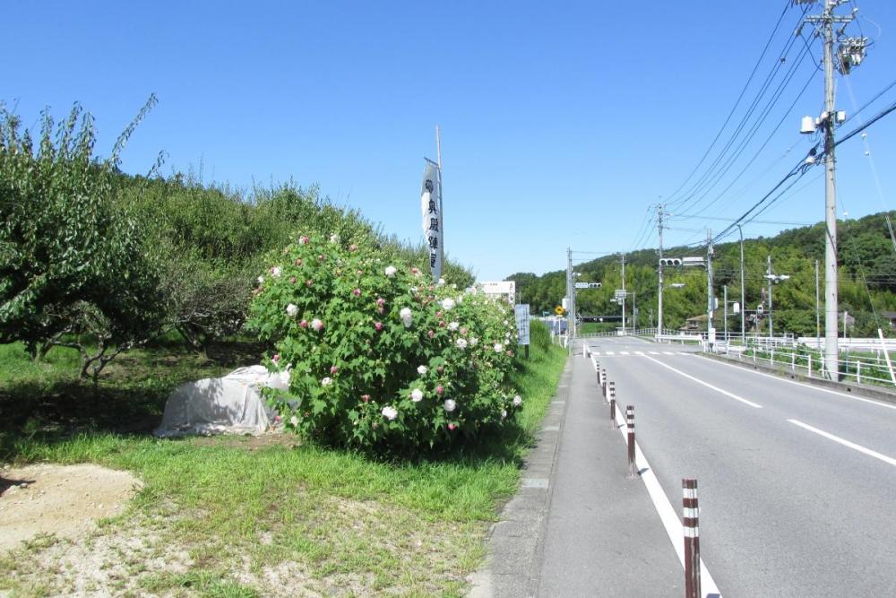 雨上がりの「青空」は綺麗です！