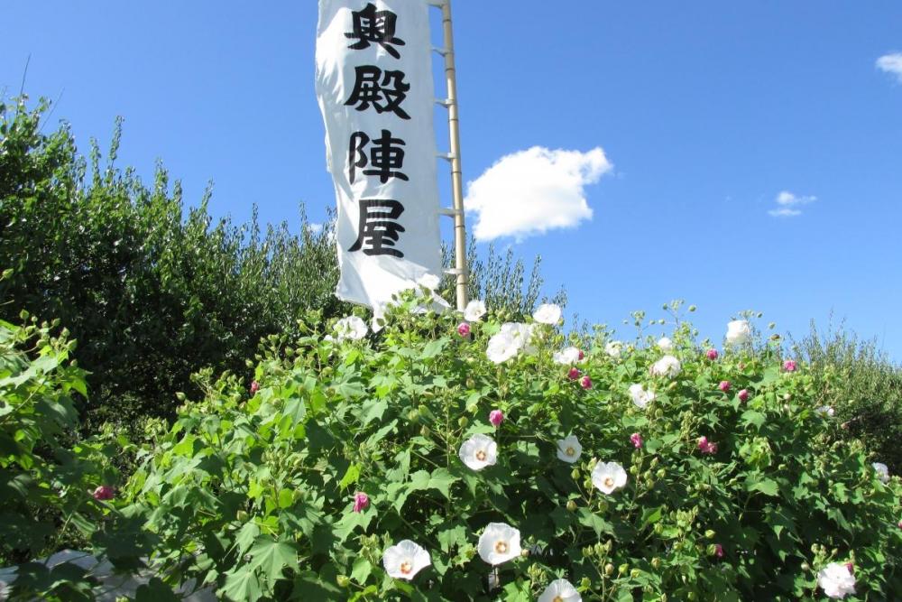 1日の中で色が変わる 酔芙蓉の開花情報 新着情報 奥殿陣屋 岡崎おでかけナビ 岡崎市観光協会公式サイト