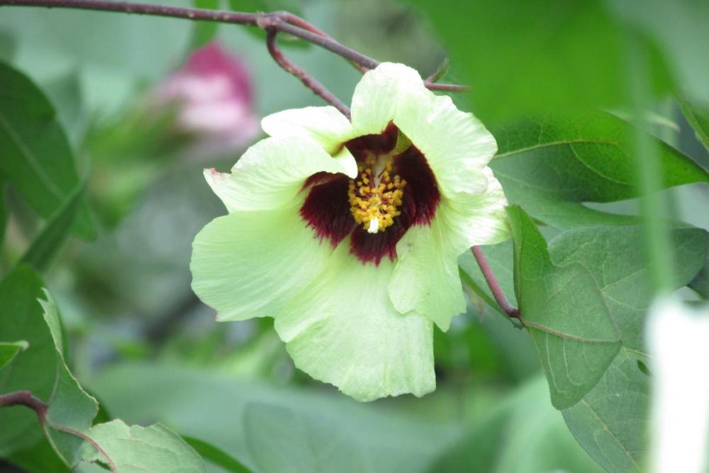 黄色い綿の花です