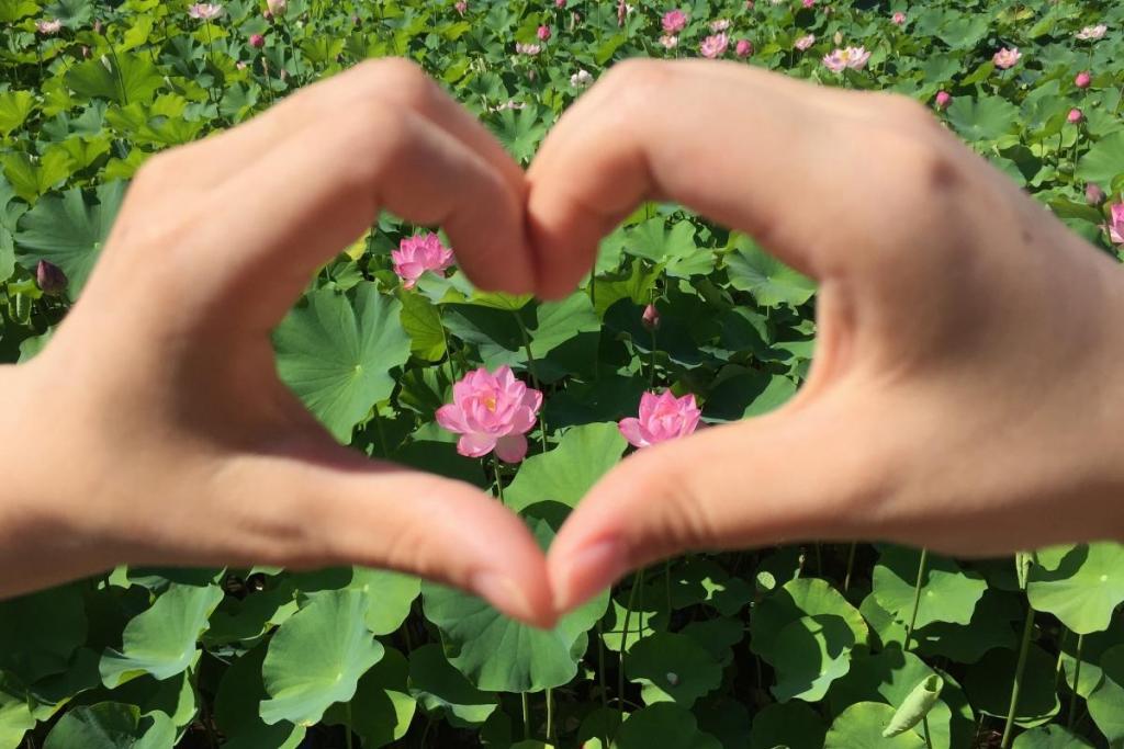 伊賀八幡宮の蓮の花です