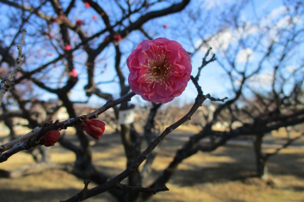 紅梅アップ