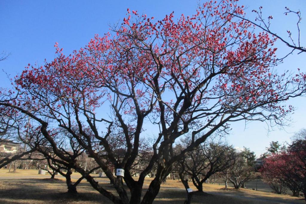 寒紅梅全景