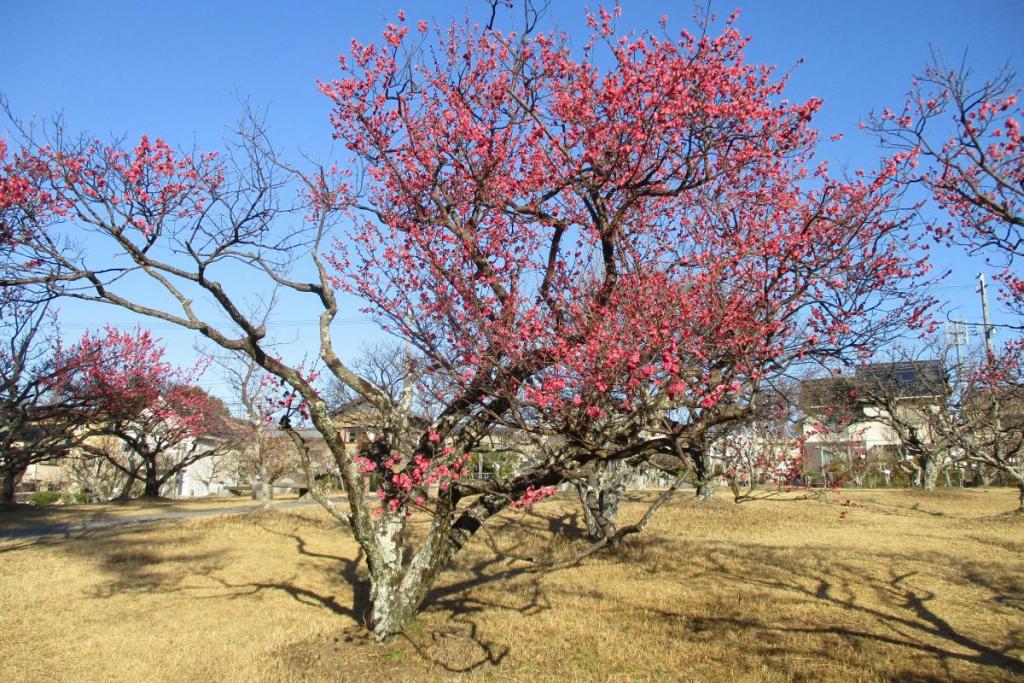 寒紅梅全景