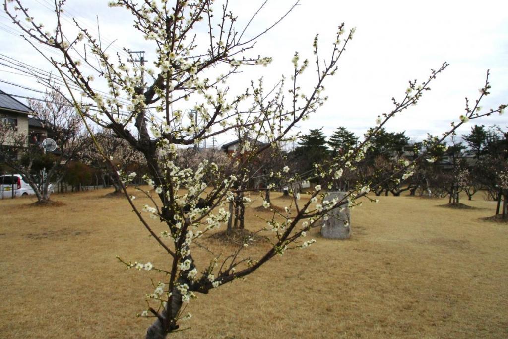 青軸全景