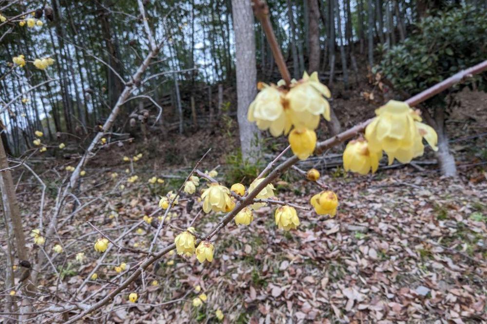 管理棟西のロウバイが見頃です