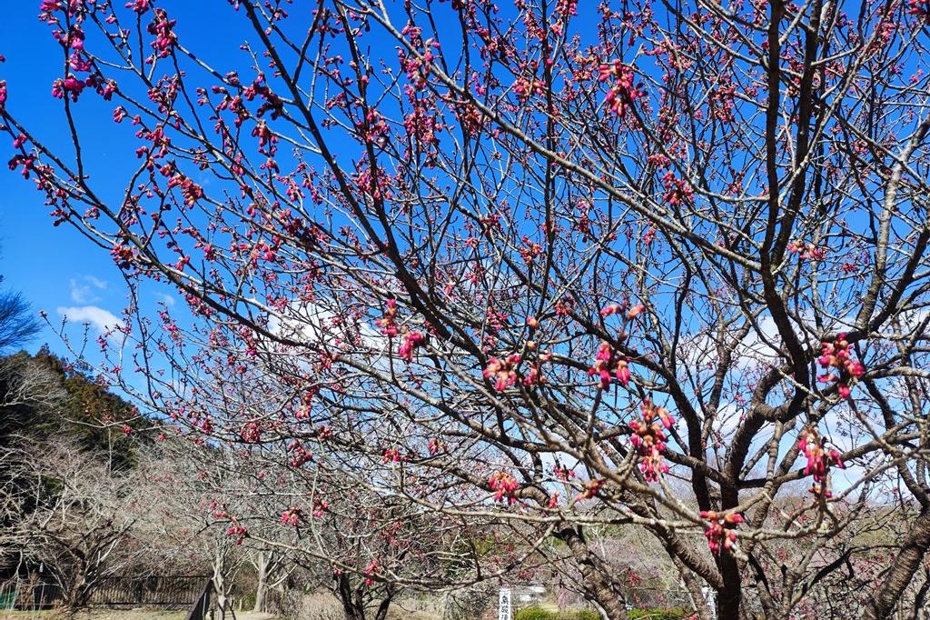 寒緋桜