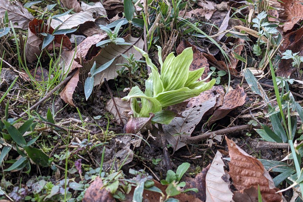 カラタチの小径でフキノウトウが芽を出しました