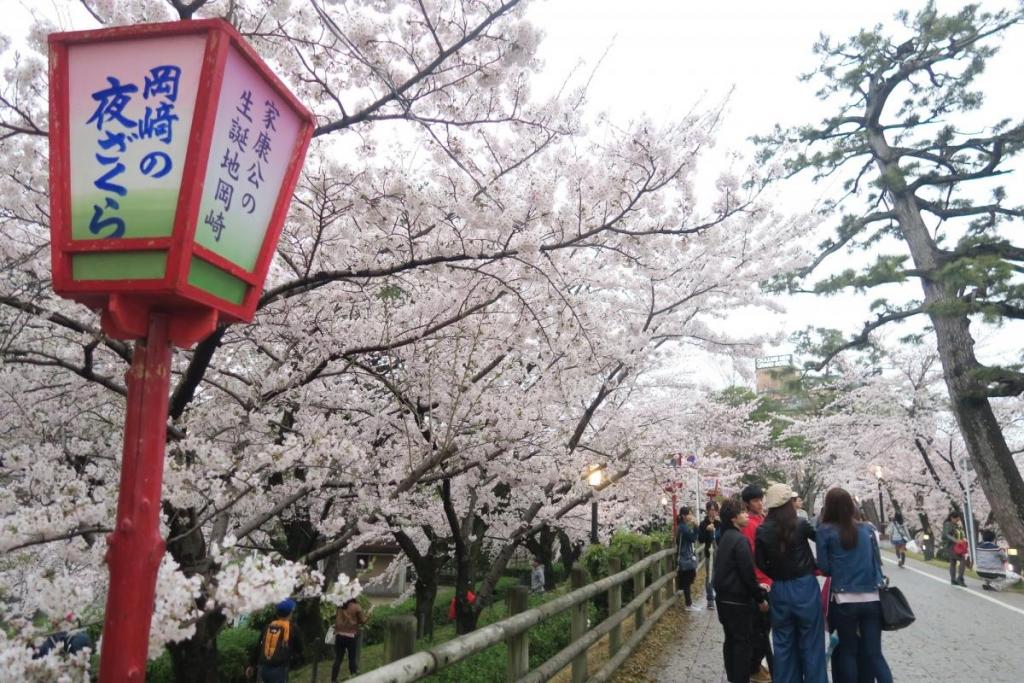 満開の桜で家康行列が開催できそうです！