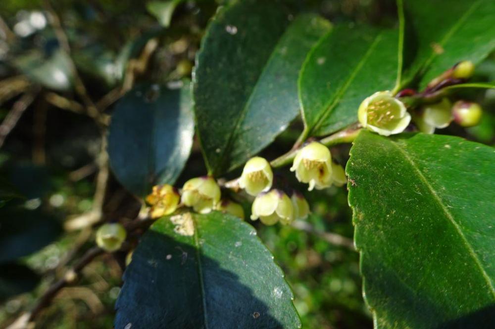 ヒサカキ花（管理道いい香り）