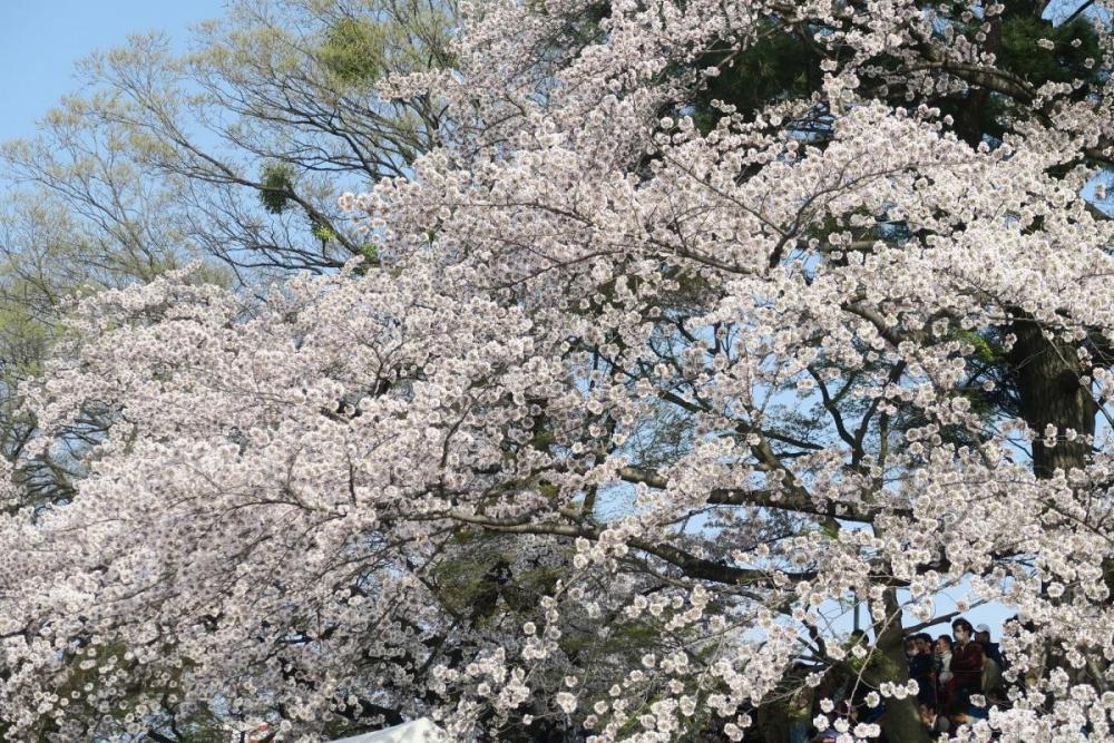 前日の雨に負けず、満開の桜で迎えてくれました！