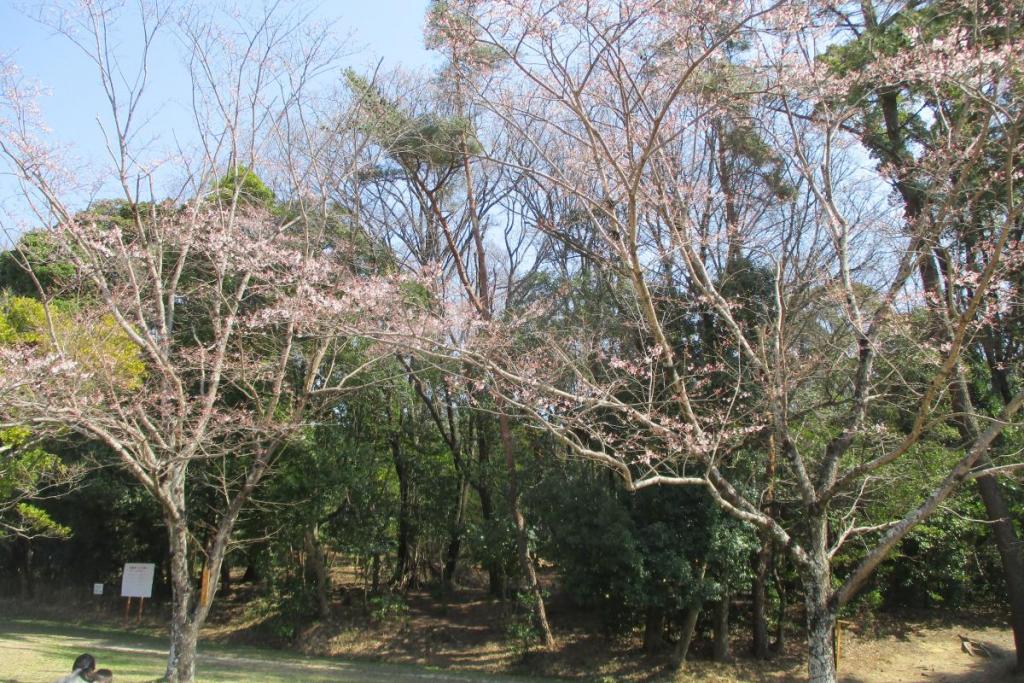 薄墨桜全景
