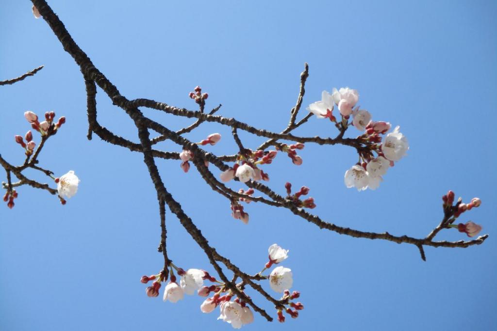 薄墨桜アップ