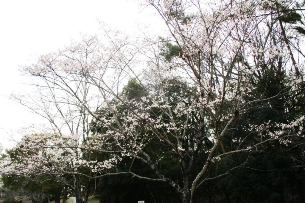 薄墨桜全景②