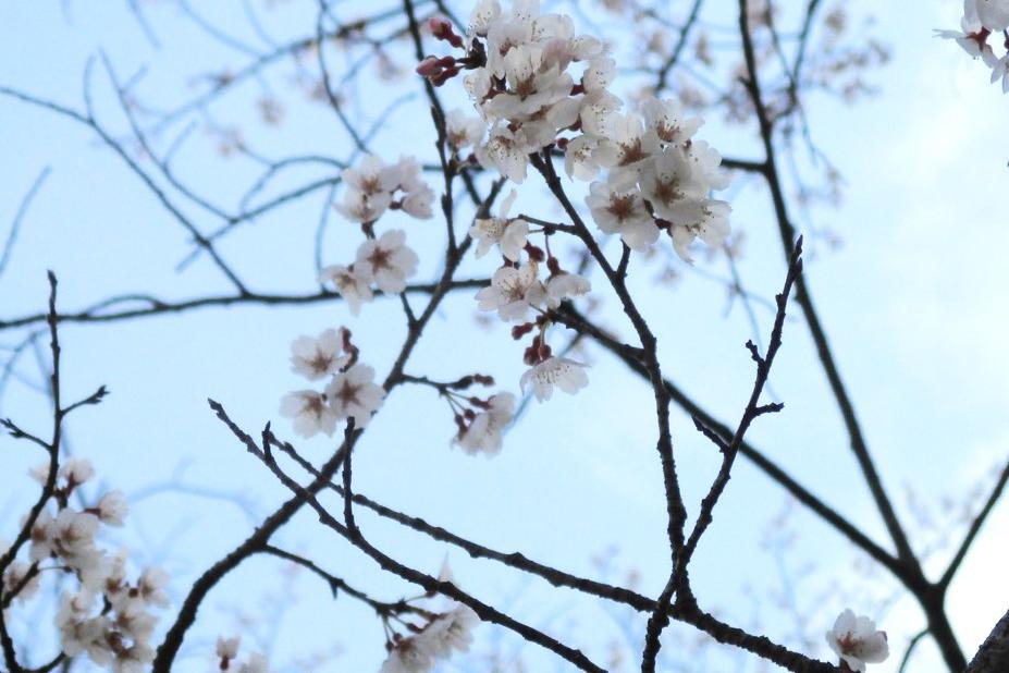 薄墨桜アップ①