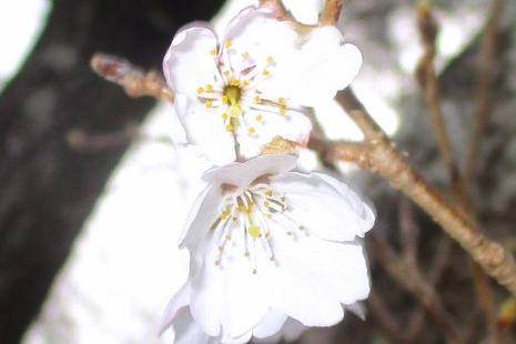 薄墨桜アップ②