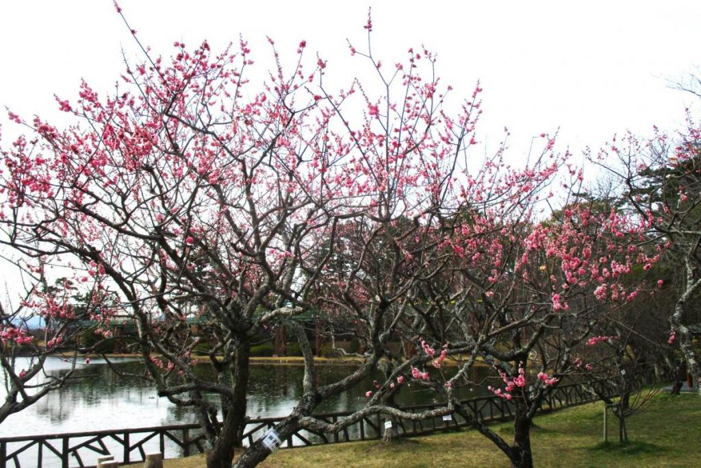 おまけ　淋子梅全景