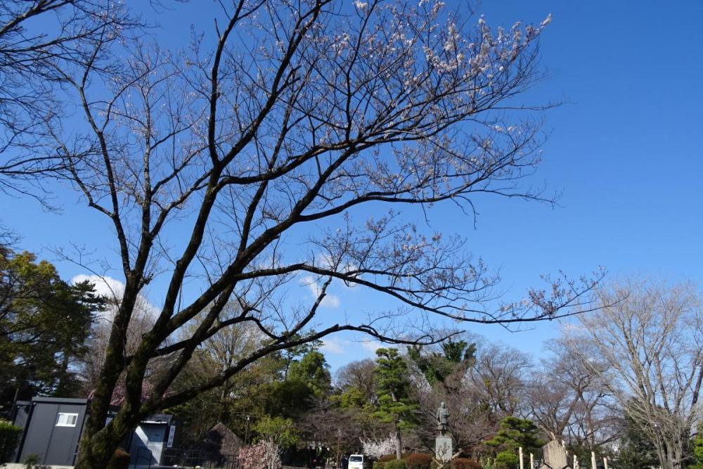 薄墨の桜