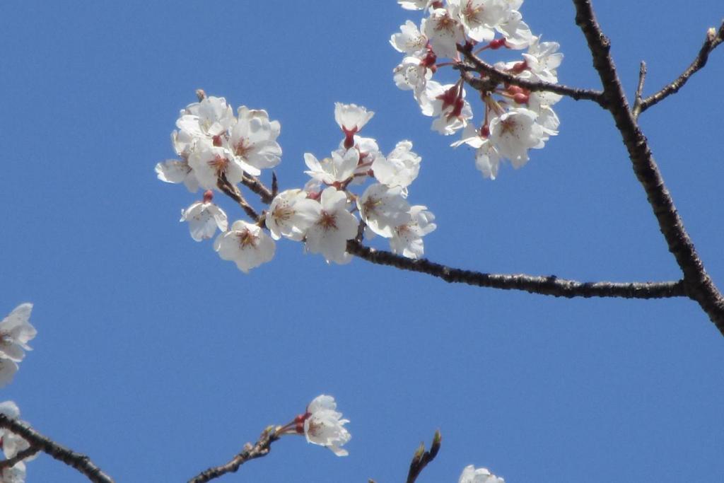 薄墨桜アップ②
