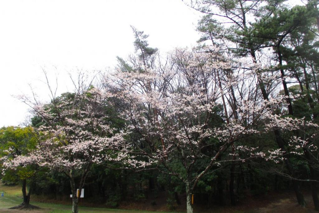 薄墨桜全景