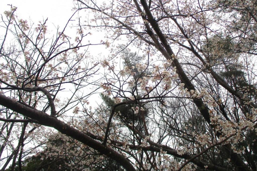 薄墨桜アップ