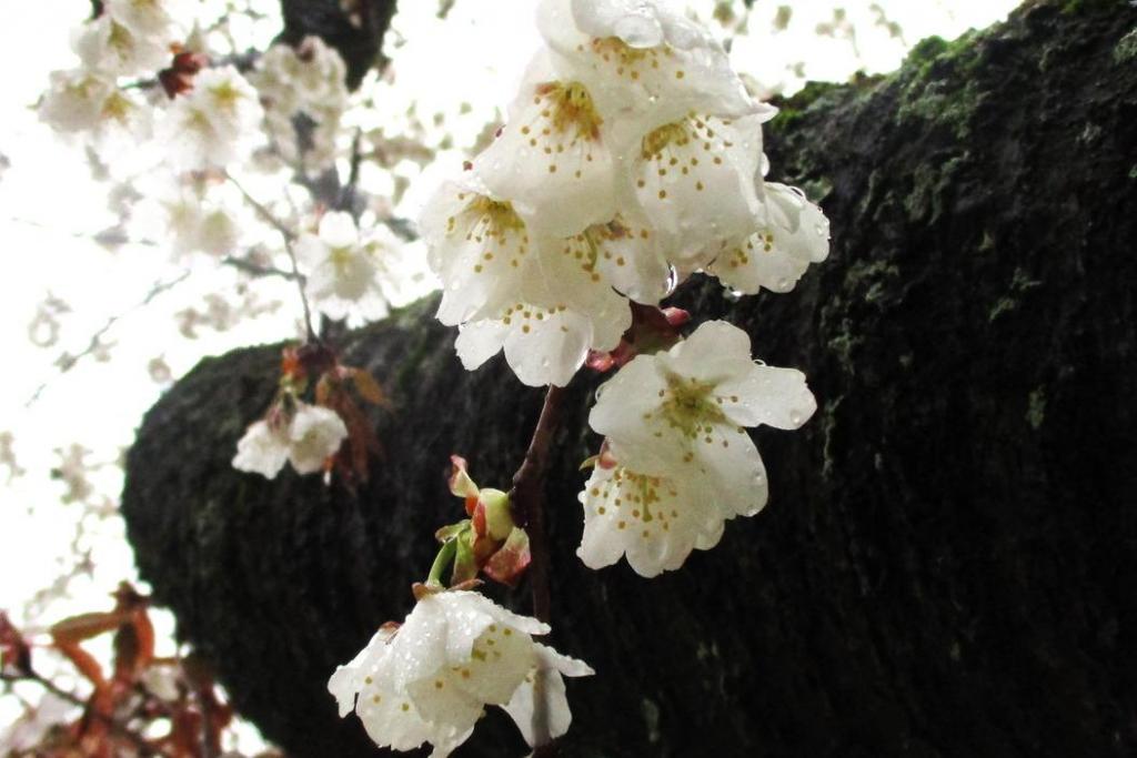 大島桜アップ