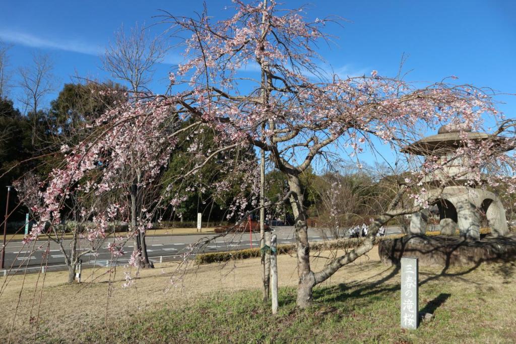 三春の滝桜