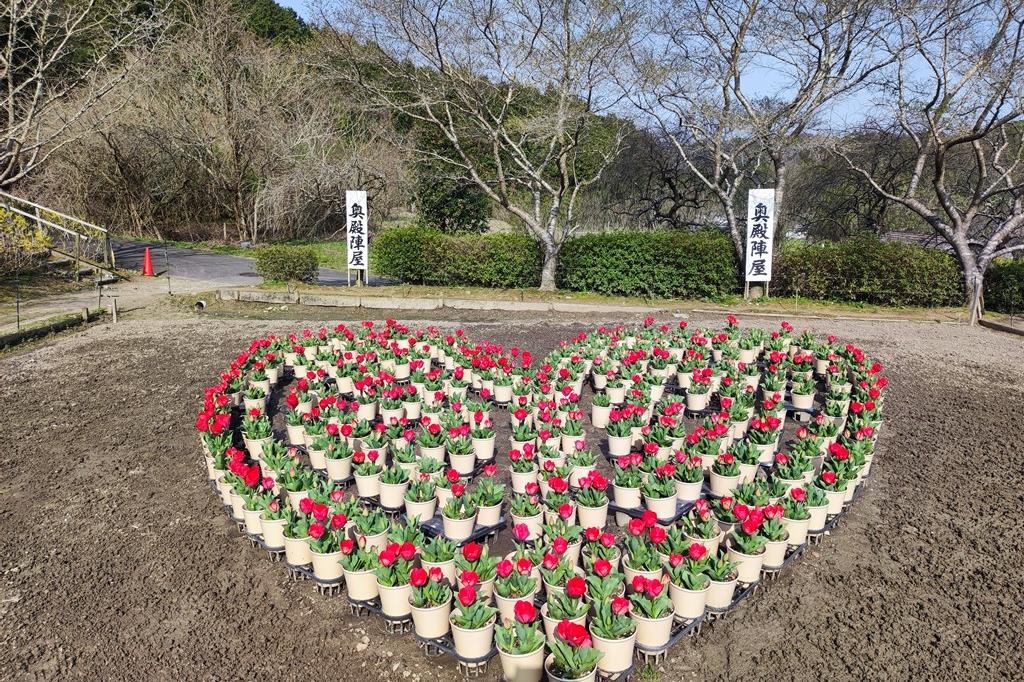 広場の鉢植えは見頃が始まっています。