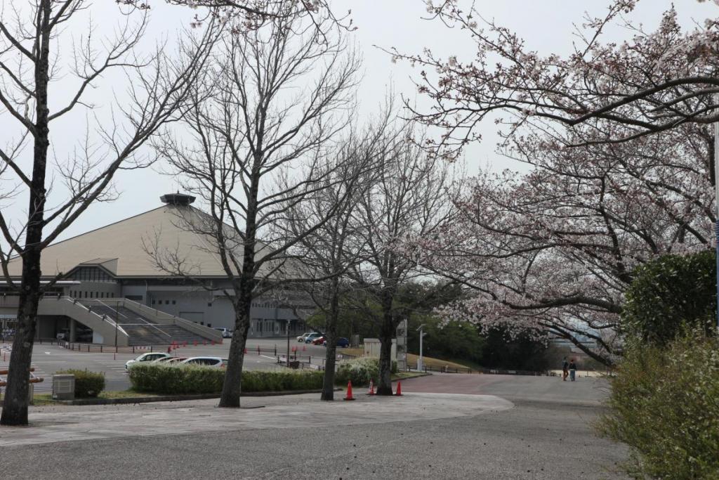 桜と総合体育館