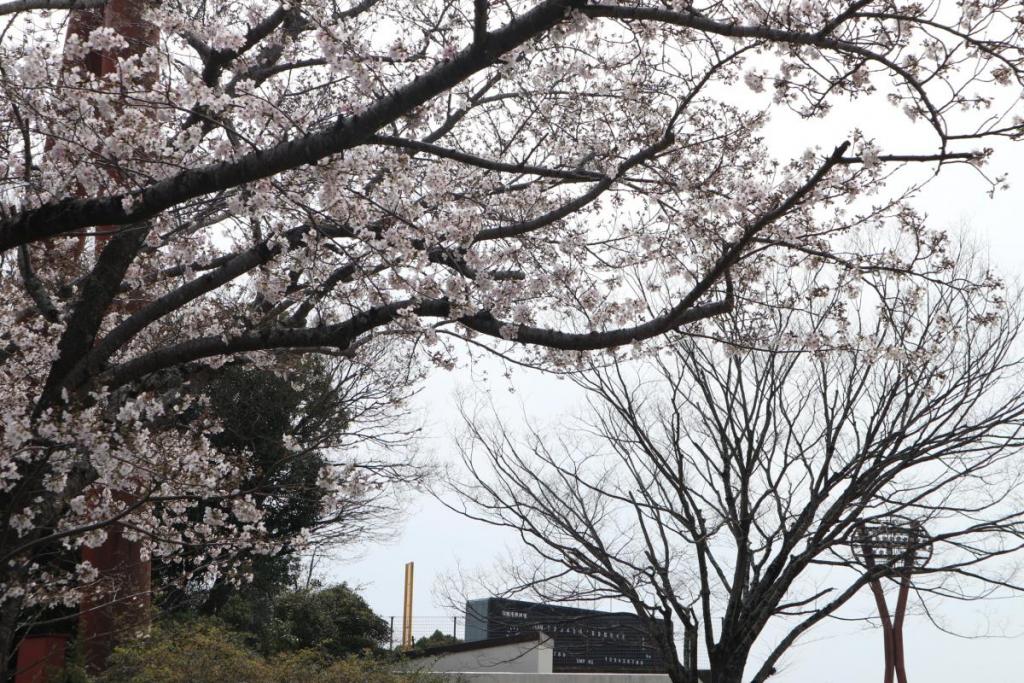 桜と野球場