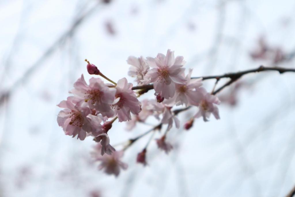 枝垂れ桜