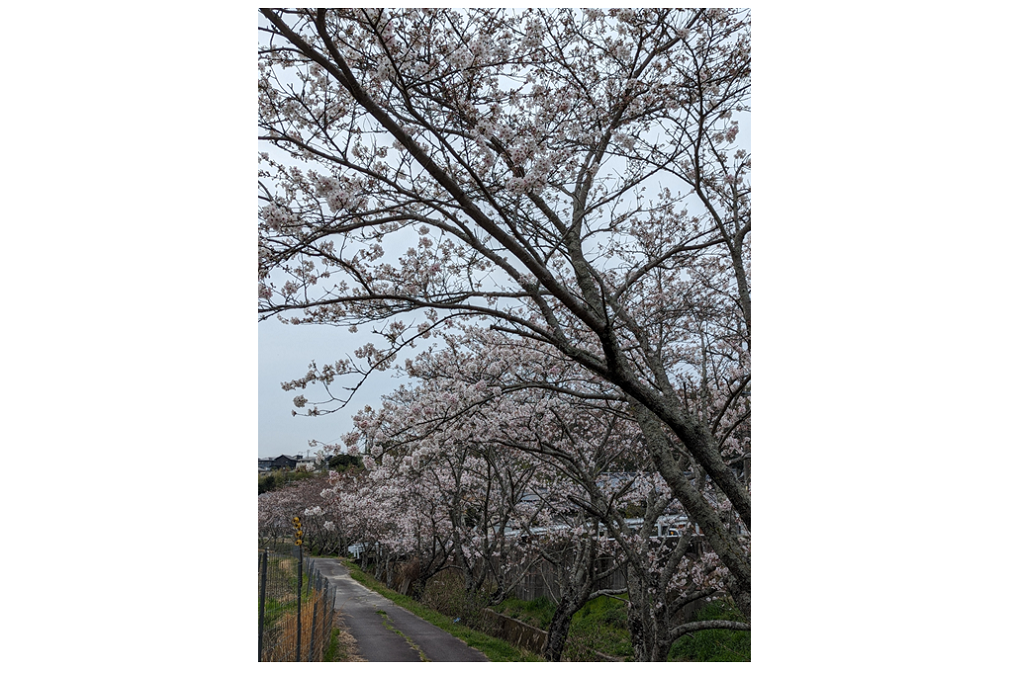 川沿いの桜