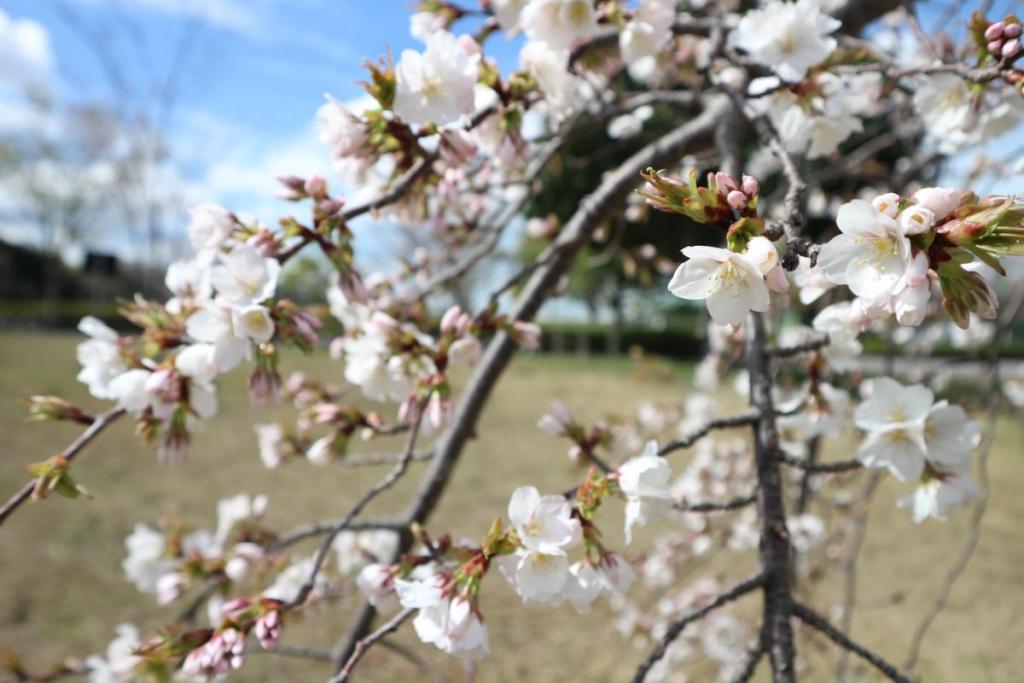 枝垂れ桜