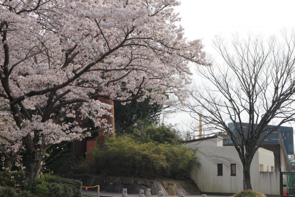 野球場と桜