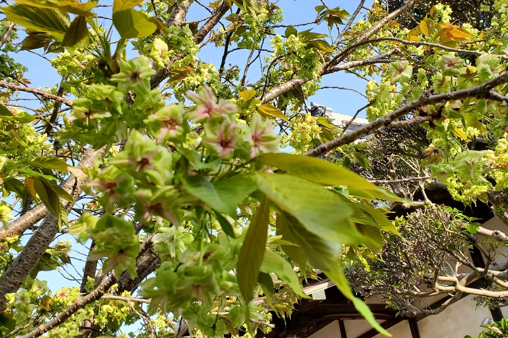 御衣黄桜