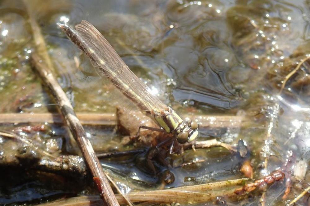 タベサナエ羽化、羽がキラキラしていて神秘的